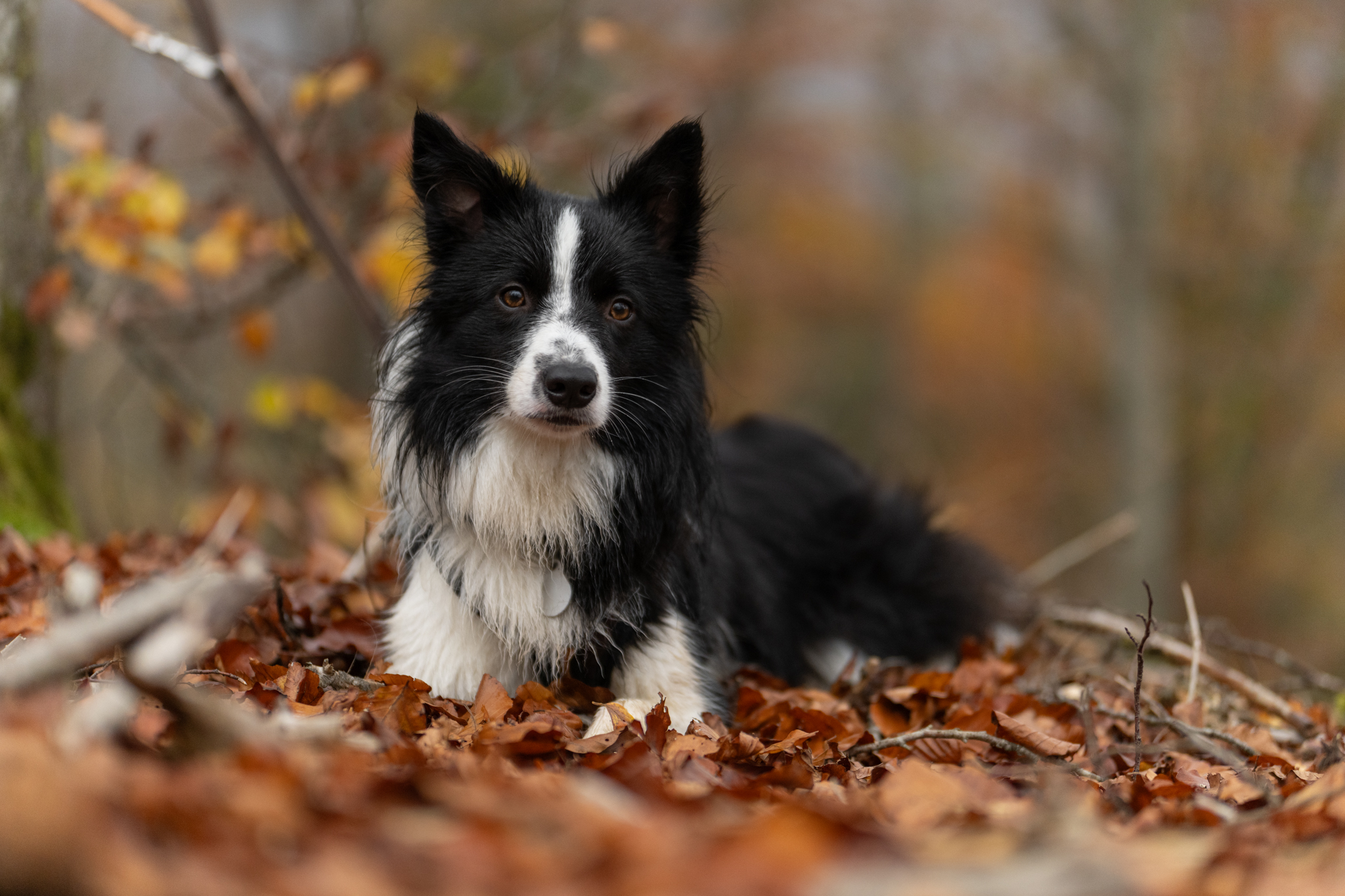 Preise dsc 3727 bearbeitetgrund