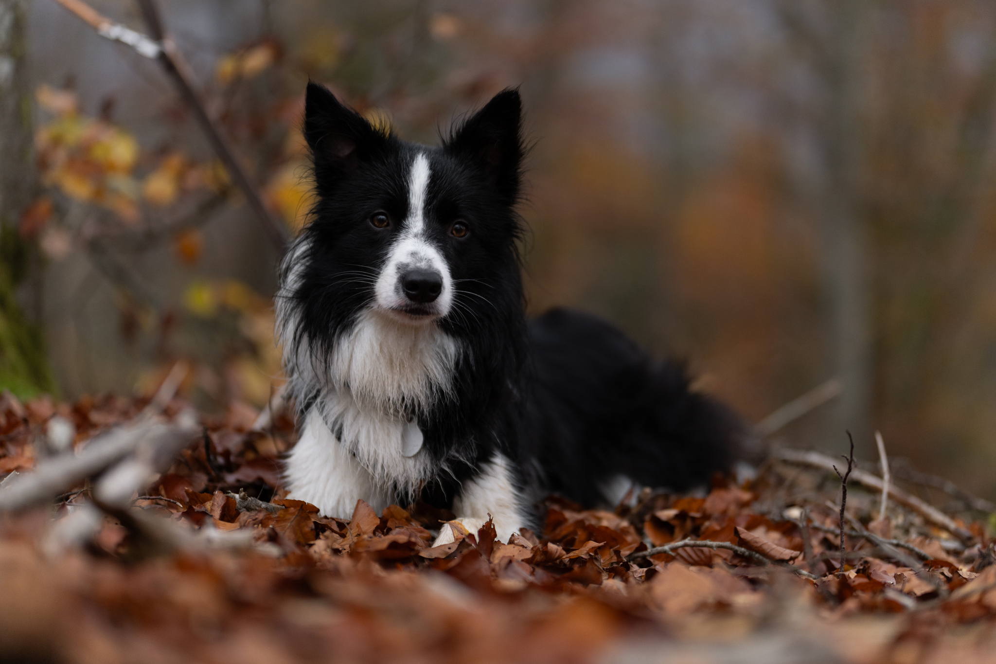 Preise dsc 3727 bearbeitetraw