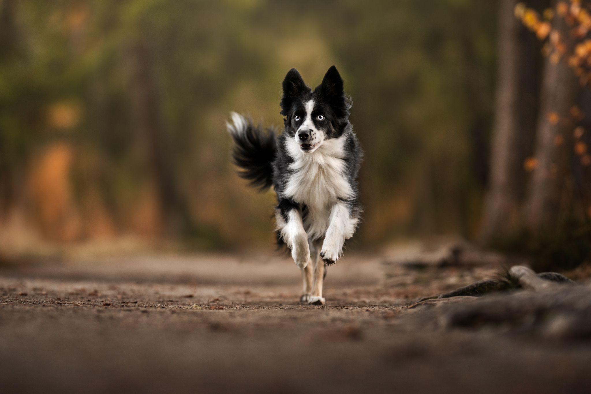 dsc 4620 bearbeitetweb