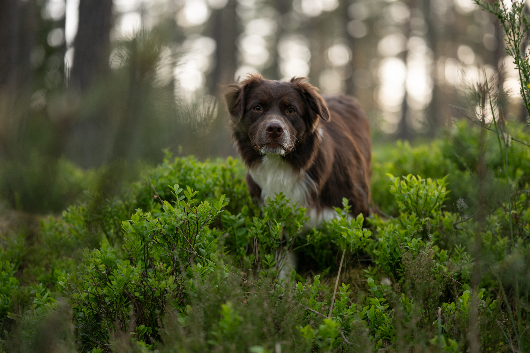 Preise dsc 6843 bearbeitet 2grund