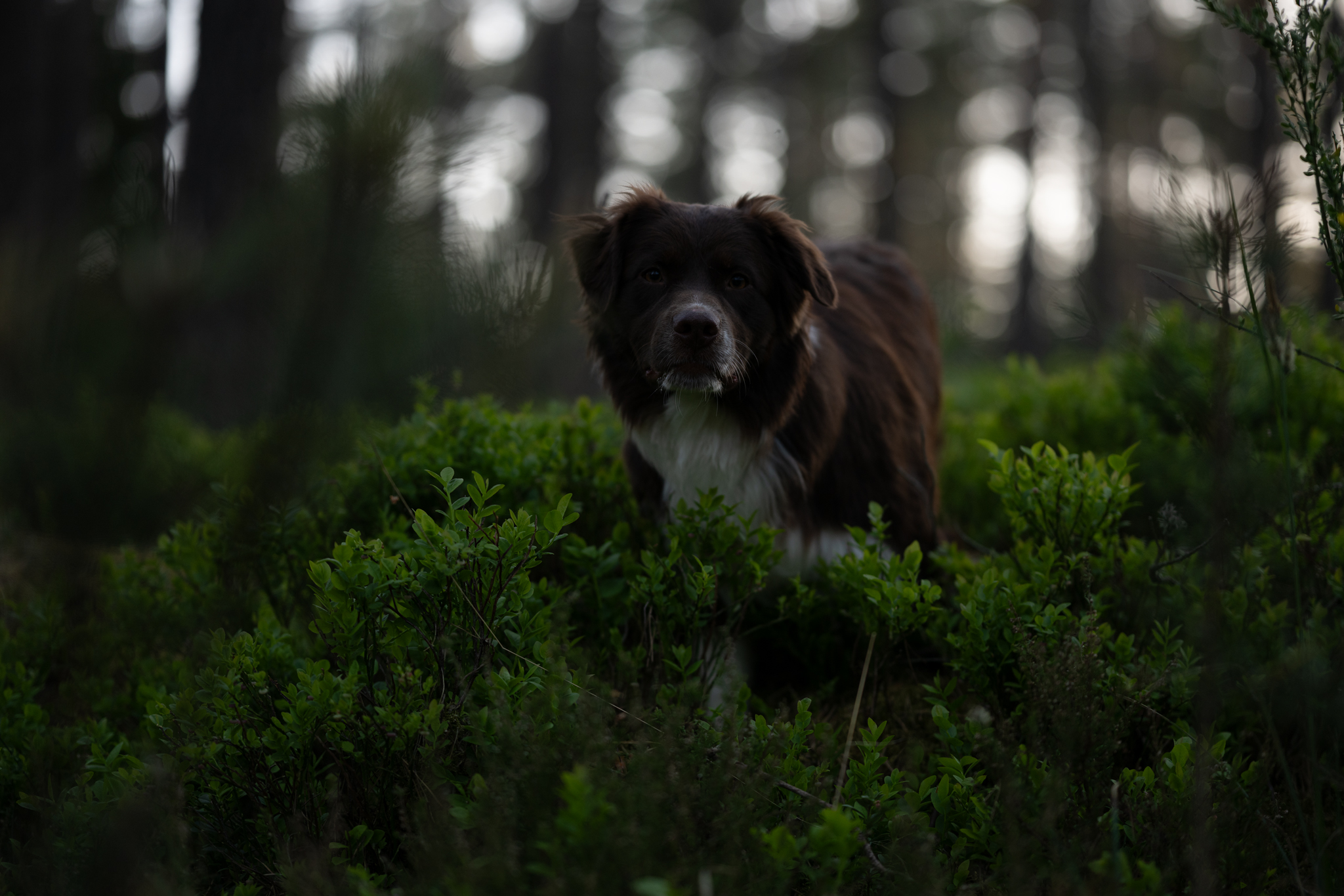 Preise dsc 6843 kopieraw