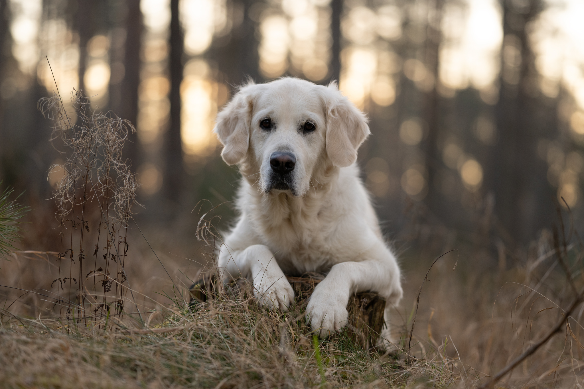 Preise dsc 7596grund