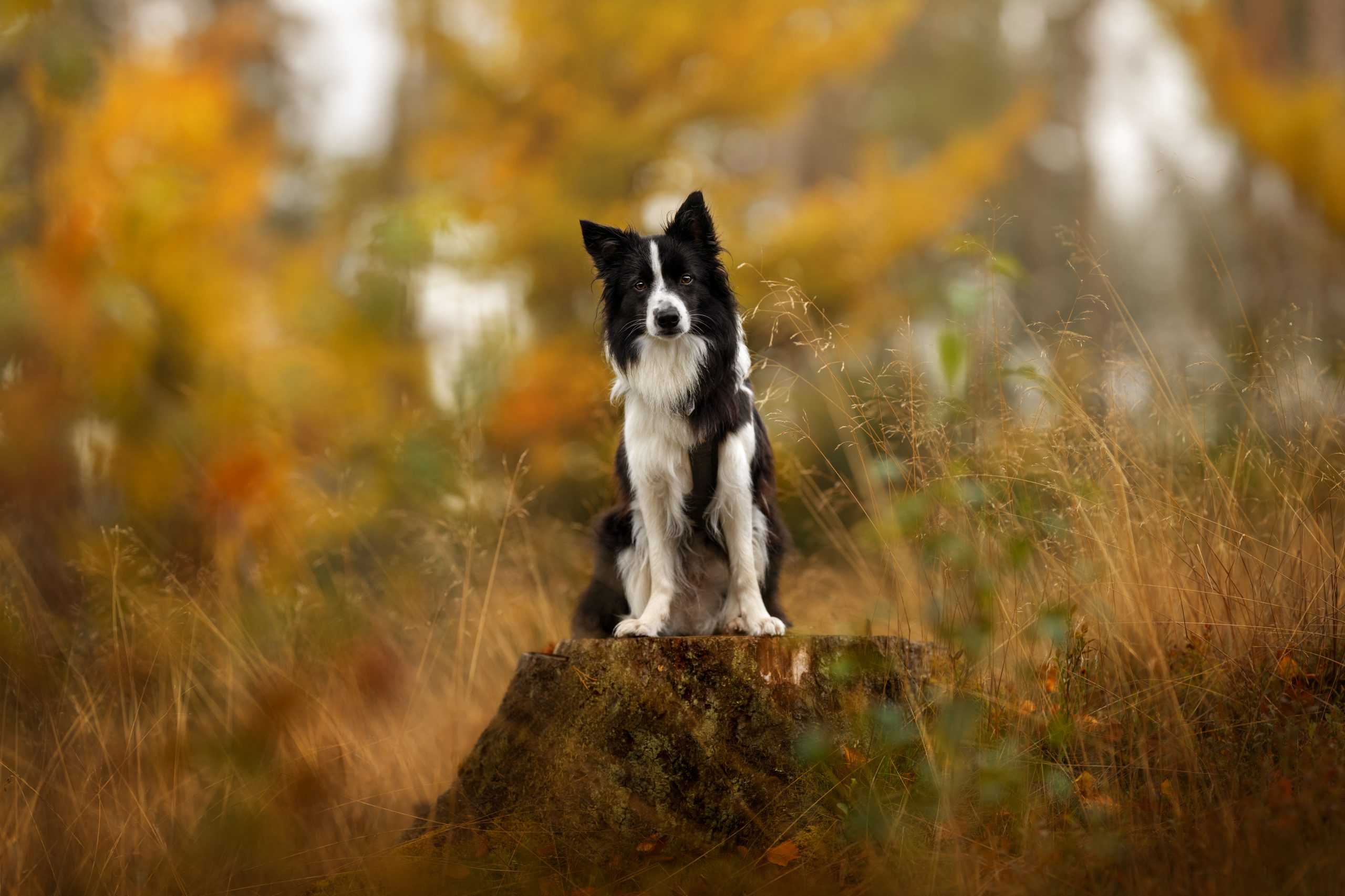 dsc 8649 bearbeitetewbabitmore