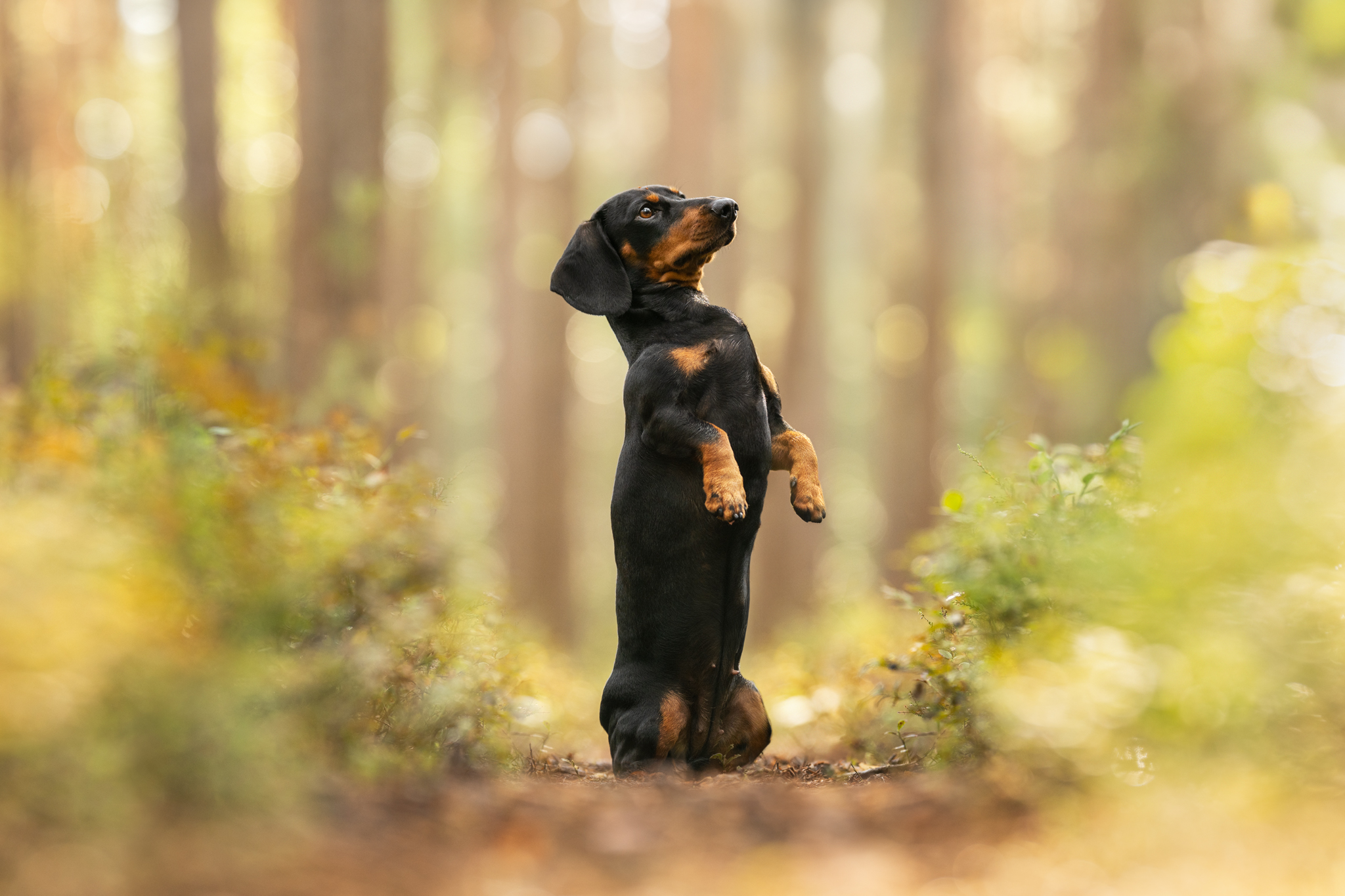 DSC 8167 Bearbeitetweb 1